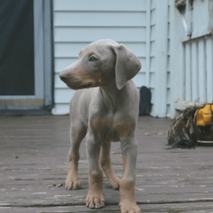 fawn Doberman Pinscher adoption