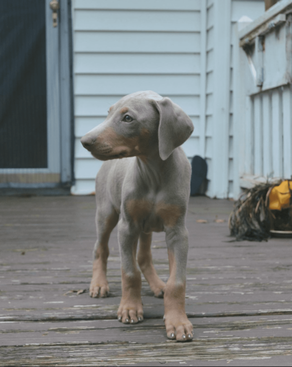 fawn Doberman Pinscher adoption