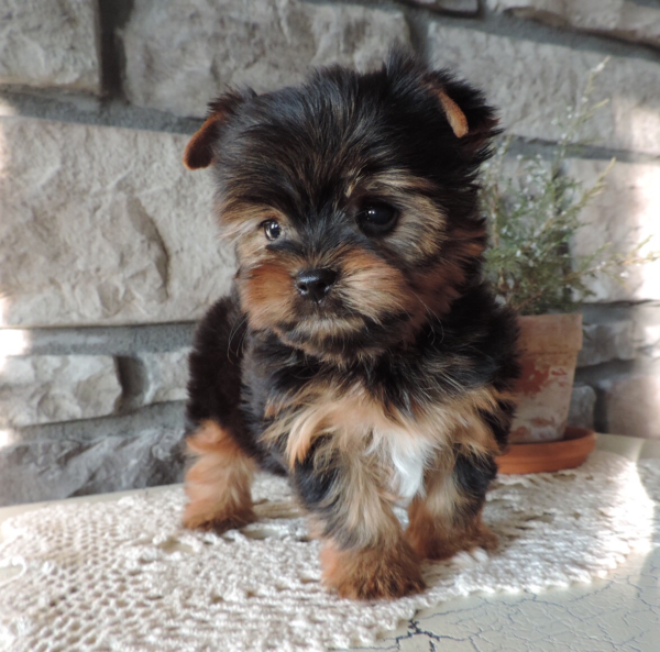 yorkshire terrier for adoption