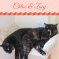 Cat Chloe Zoey