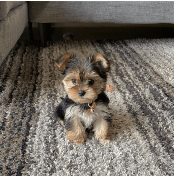 Teacup Yorkie puppy for adoption