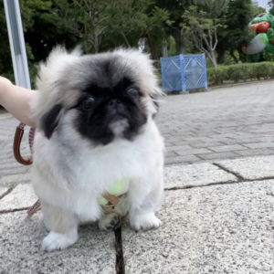 miniature pekingese for adoption