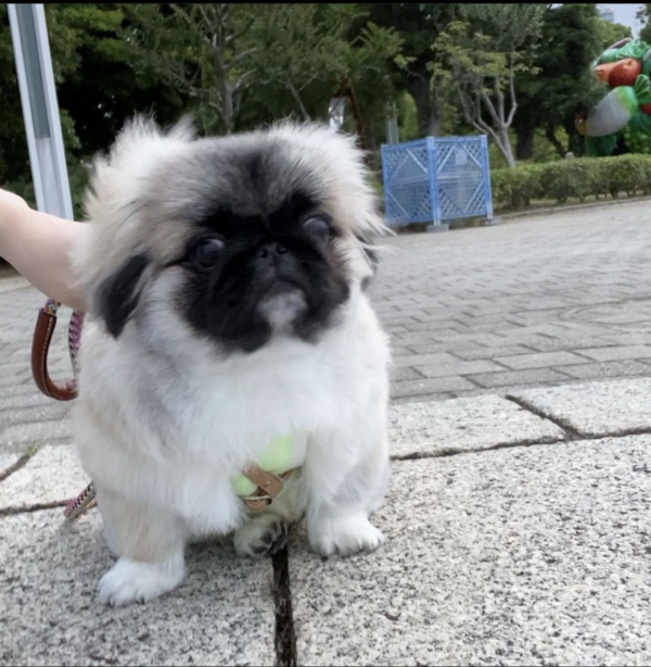 miniature pekingese for adoption