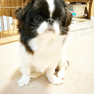 adult Pekingese for adoption