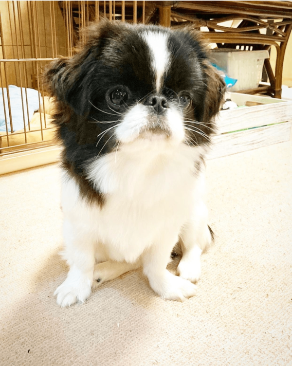 adult Pekingese for adoption