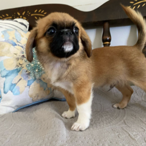 pekingese dog for adoption