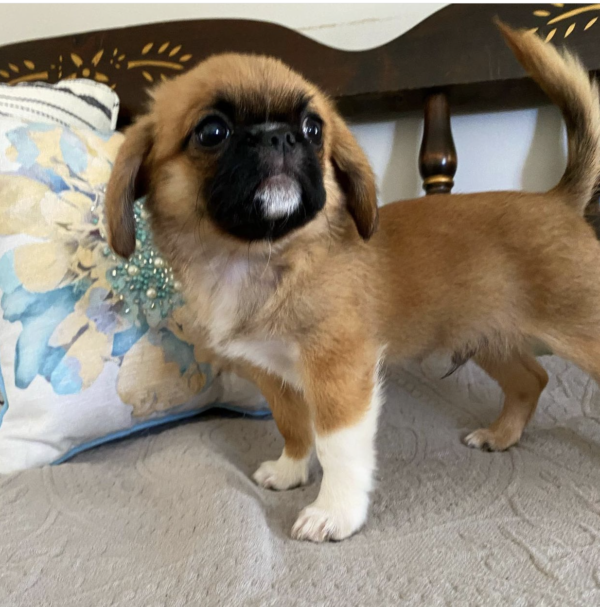 pekingese dog for adoption