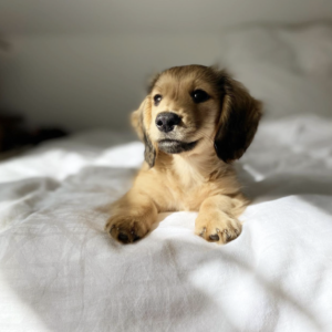 Mini Dachshund for adoption