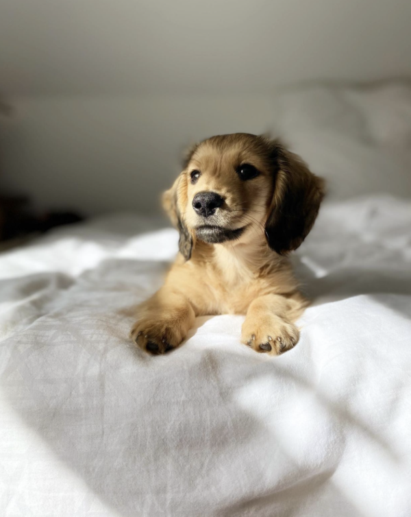 Mini Dachshund for adoption