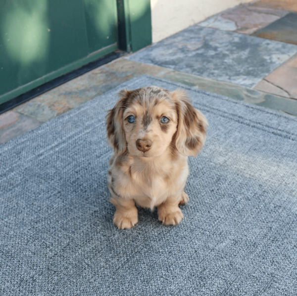 long-haired mini dachshund for adoption