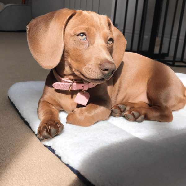 adopt a miniature dachshund near me