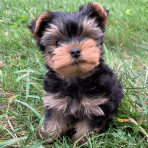 teacup yorkies for adoption near me