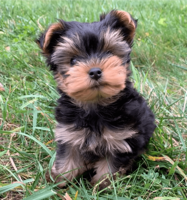 teacup yorkies for adoption near me