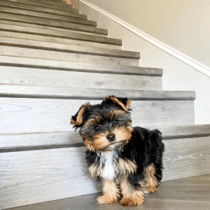 Teacup Yorkshire Terrier Adoption