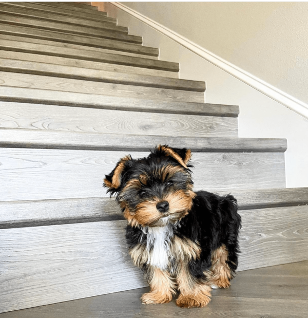 Teacup Yorkshire Terrier Adoption