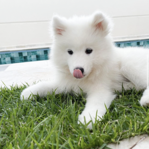 Samoyed puppies for adoption