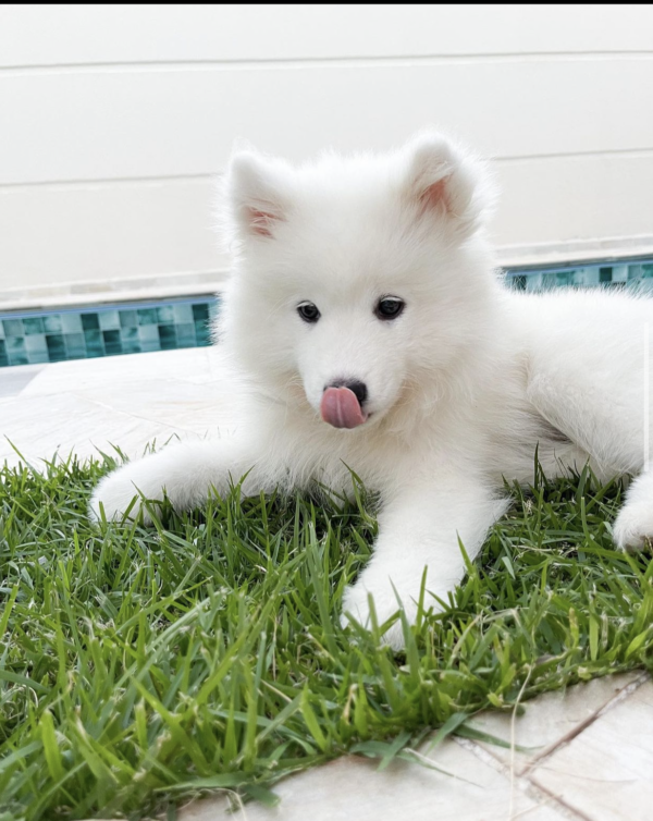 Samoyed puppies for adoption