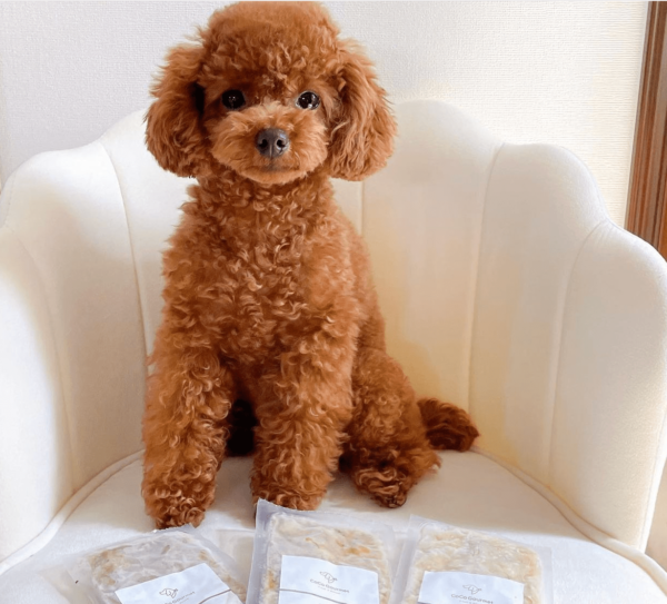 apricot miniature poodle for adoption