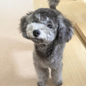 Grey Poodle for Adoption