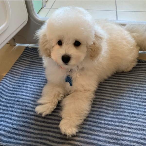 teacup Poodle puppies for adoption