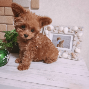 apricot poodle for Adoption