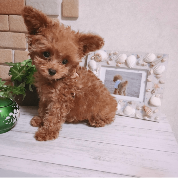 apricot poodle for Adoption