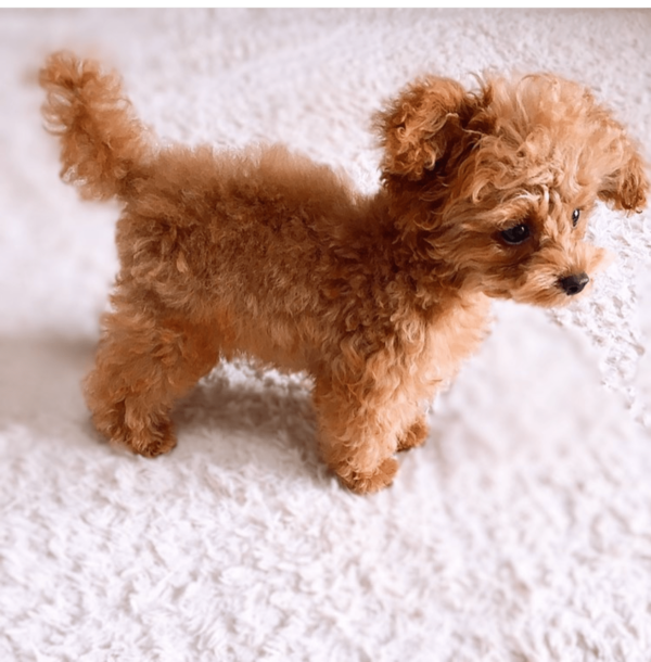  red Toy Poodle adoption