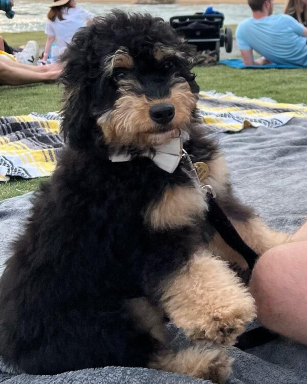 Goldendoodle puppy for adoption