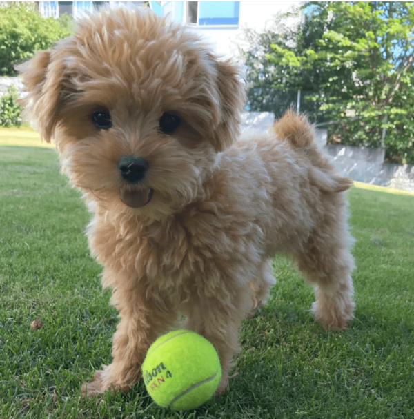 Golden Doodles for adoption