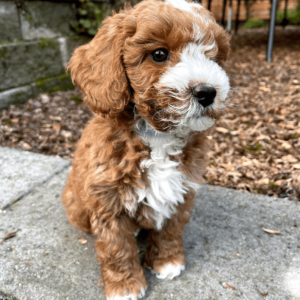 Goldendoodle puppies for adoption