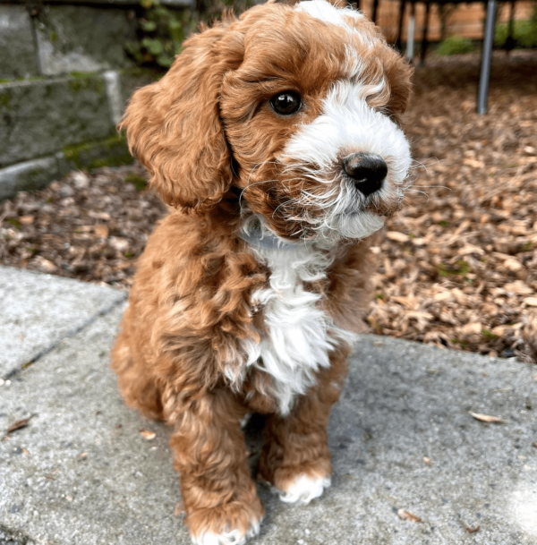 Goldendoodle puppies for adoption