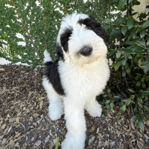 goldendoodle puppies for adoption in usa