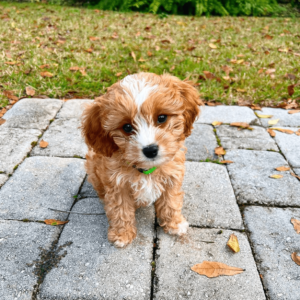 goldendoodle adoption near me