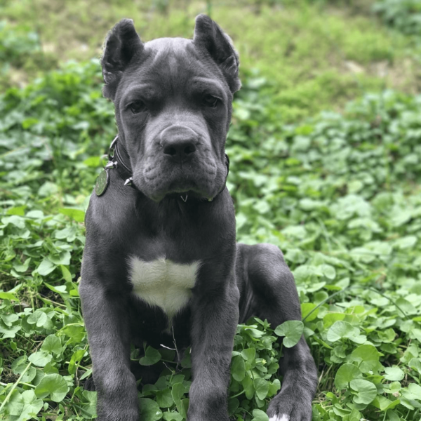 Blue Cane Corso puppies for adoption