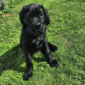 cane corso for adoption near me