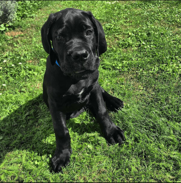 cane corso for adoption near me