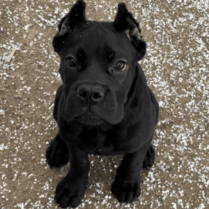 cane corso puppy for adoption