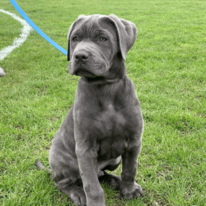 Cane Corso puppy for adoption