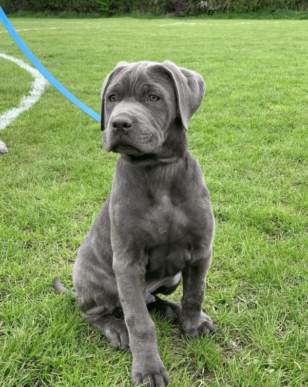 Cane Corso puppy for adoption