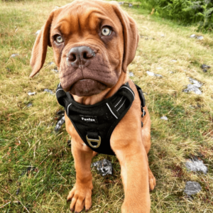 dogue de bordeaux puppies for adoption