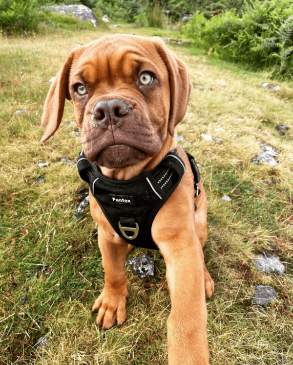 dogue de bordeaux puppies for adoption