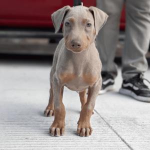 fawn Doberman Pinscher puppy for adoption