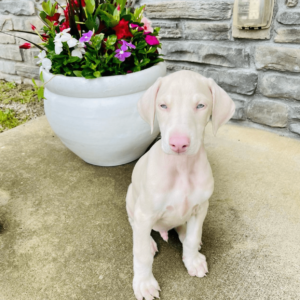 white doberman pinscher for adoption