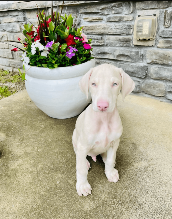 white doberman pinscher for adoption