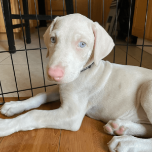 albino Doberman Pinscher for adoption