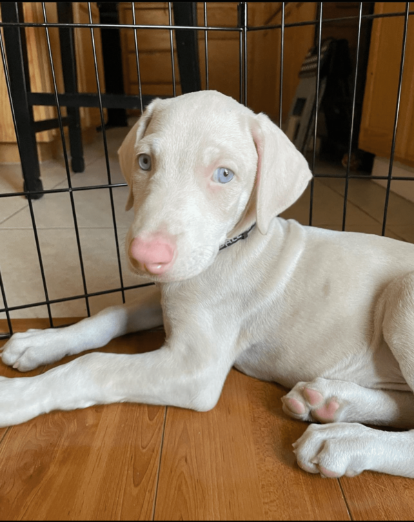 albino Doberman Pinscher for adoption