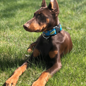 Doberman Pinscher for Adoption