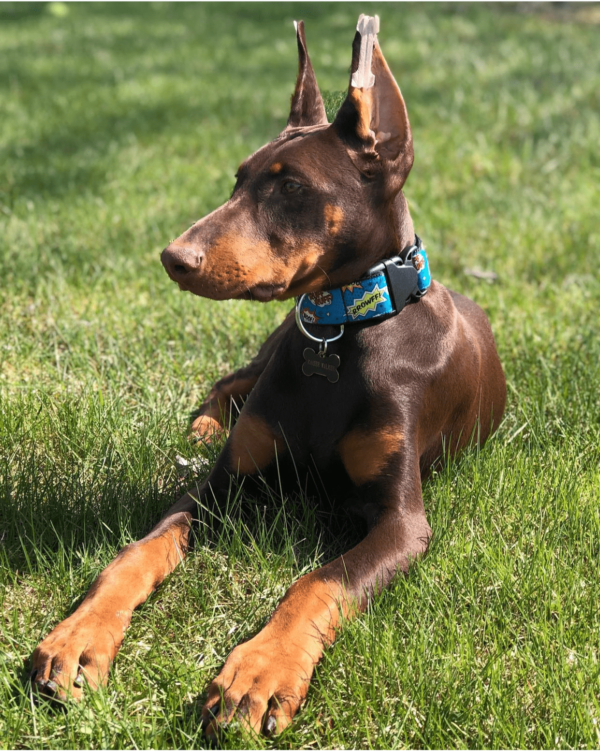 Doberman Pinscher for Adoption