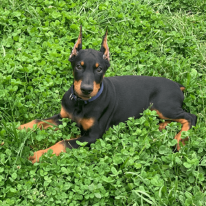 european doberman puppies for adoption