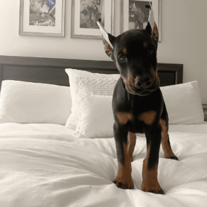 Doberman pinscher puppies for adoption